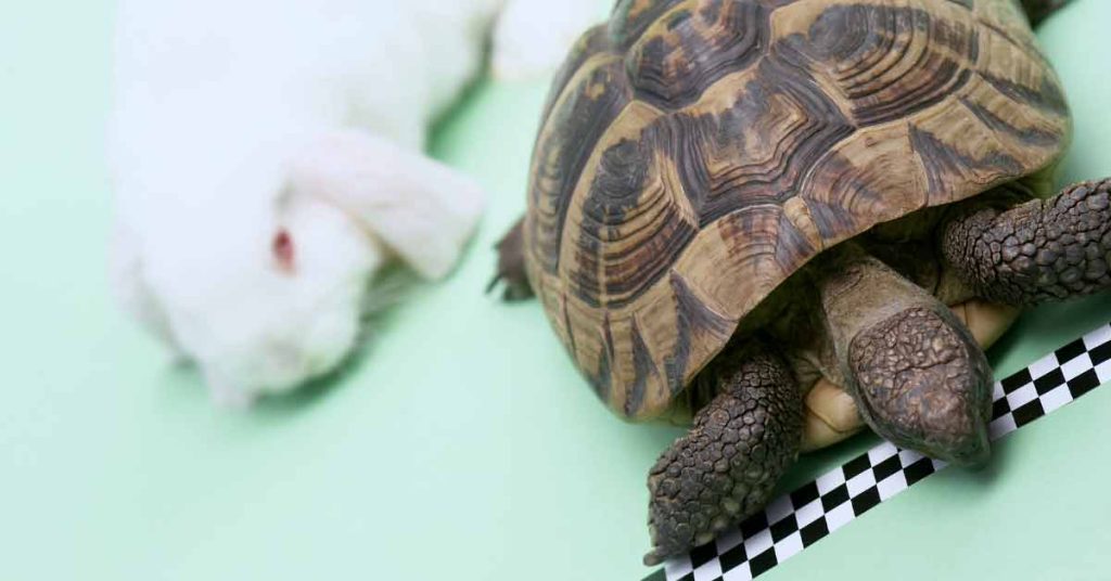 Hare and tortoise racing to finish line
